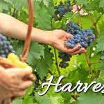 2015 Word of the Year:  Harvest