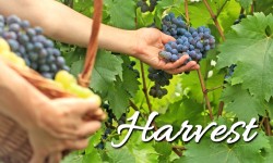 2015 Word of the Year:  Harvest